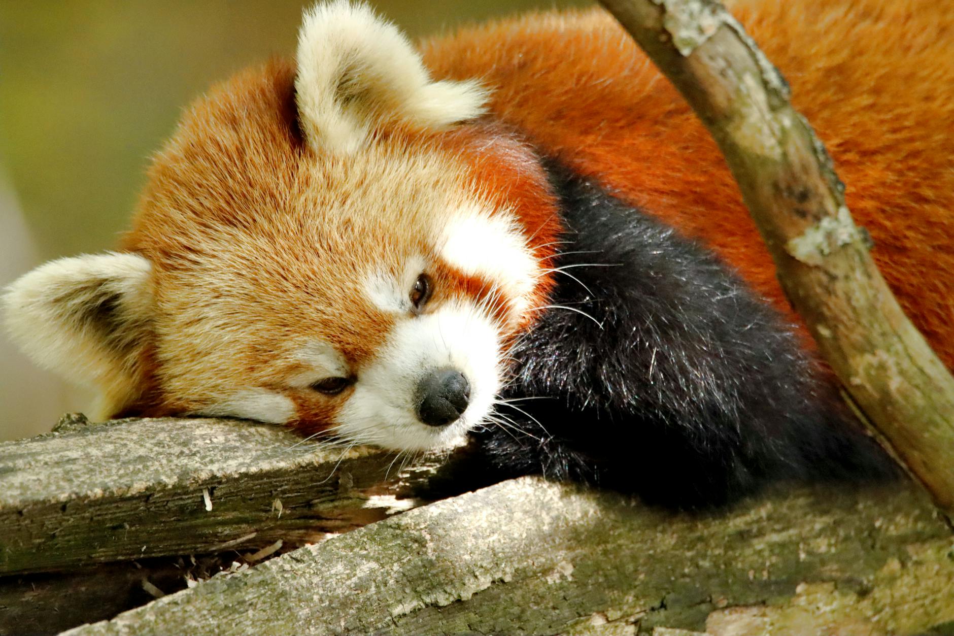 Firefox