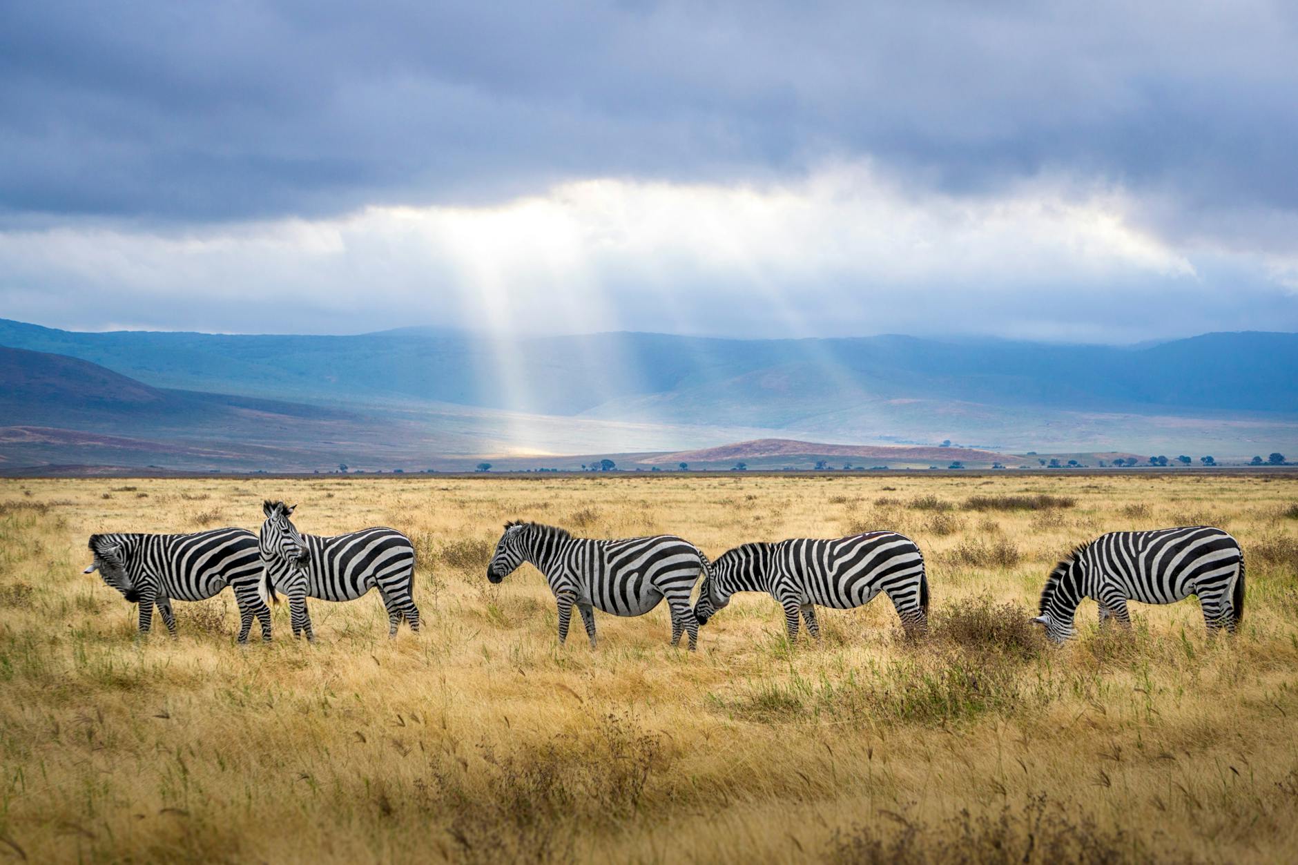 Safari